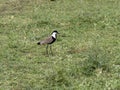 spur-winged lapwing, Vanellus spinosus, collects food on a meadow in Ethiopia Royalty Free Stock Photo