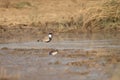 Spur-winged lapwing Vanellus spinosus eating in a lagoon. Royalty Free Stock Photo