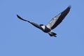 Spur-winged lapwing Vanellus spinosus Royalty Free Stock Photo