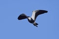 Spur-winged lapwing Vanellus spinosus Royalty Free Stock Photo