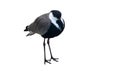 Spur-Winged Lapwing (Vanellus spinosus) Isolated on a White Background with Copy Text Space. Royalty Free Stock Photo
