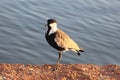 Spur-winged lapwing or Vanellus spinosus By the lake Royalty Free Stock Photo