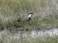 Spur-winged lapwing, Vanellus spinosus, looking for food in a wetland, Ethiopia Royalty Free Stock Photo