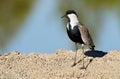 A Spur-winged Lapwing -Vanellus spinosus Royalty Free Stock Photo