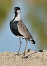 A Spur-winged Lapwing -Vanellus spinosus Royalty Free Stock Photo