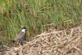 Spur-winged lapwing Vanellus spinosus in the Oiseaux du Djoudj National Park. Royalty Free Stock Photo