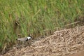 Spur-winged lapwing Vanellus spinosus in the Oiseaux du Djoudj National Park. Royalty Free Stock Photo