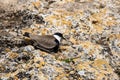 Spur-winged Lapwing (Vanellus spinosus) on the sandy area near Jerusalim, Israel Royalty Free Stock Photo