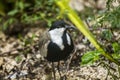 Spur-Winged Lapwing Vanellus spinosus Royalty Free Stock Photo