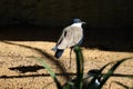 Spur-Winged Lapwing (Vanellus spinosus) Royalty Free Stock Photo