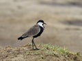 Spur-winged lapwing, Vanellus spinosus Royalty Free Stock Photo