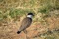 A Spur-winged lapwing (Vanellus spinosus) is walking on the grass. Royalty Free Stock Photo