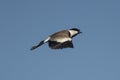 Spur-winged lapwing wild bird in flight Royalty Free Stock Photo