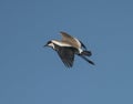 Spur-winged lapwing wild bird in flight Royalty Free Stock Photo