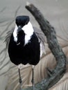 Spur-winged Plover Royalty Free Stock Photo