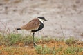 The spur winged plover Royalty Free Stock Photo