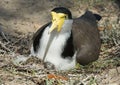 Spur winged Plover Royalty Free Stock Photo