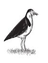 Spur-Winged Plover or Masked Lapwing Standing Woodcut Black and White