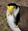 Spur winged plover Royalty Free Stock Photo