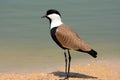 Spur-winged plover Royalty Free Stock Photo