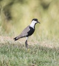 Spur winged plover stood in grass Royalty Free Stock Photo