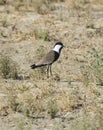 Spur winged plover stood in grass Royalty Free Stock Photo