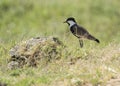 Spur winged plover stood in grass Royalty Free Stock Photo