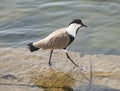 Spur winged plover wading in water Royalty Free Stock Photo