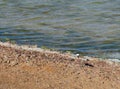 Spur-winged plover near the water