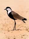 Spur-winged plover Royalty Free Stock Photo