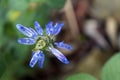 Spurflower, Plectranthus neochilus, medicinal plant used in alternative medicine