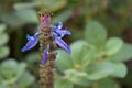 Spurflower, Plectranthus neochilus, medicinal plant used in alternative medicine