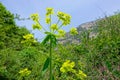 Inflorescence of Spurge