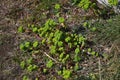 Spurge ( Euphorbia helioscopia ). Euphorbiaceae.