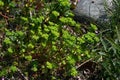 Spurge ( Euphorbia helioscopia ). Euphorbiaceae.