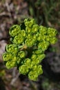 Spurge ( Euphorbia helioscopia ). Euphorbiaceae.