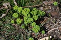Spurge ( Euphorbia helioscopia ). Euphorbiaceae.