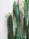 Spurge Euphorbia trigona at home