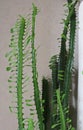 Spurge Euphorbia trigona at home