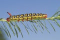 Spurge Hawk moth caterpillar, Hyles euphorbiae on the host plant Royalty Free Stock Photo