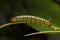 Spurge Hawk moth caterpillar, Hyles euphorbiae Royalty Free Stock Photo