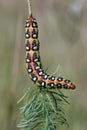 Spurge hawk-moth caterpillarHyles euphorbiae