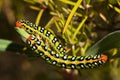 Spurge hawk-moth caterpillars dorsal view - Hyles euphorbiae Royalty Free Stock Photo