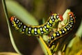 Spurge hawk-moth caterpillars lateral view - Hyles euphorbiae Royalty Free Stock Photo