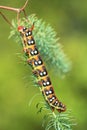 Spurge hawk-moth Hyles euphorbiae in Czech Republic