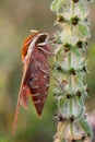 Spurge hawk-moth Hyles euphorbiae Royalty Free Stock Photo