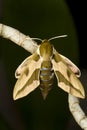 Spurge hawk moth Hyles euphorbiae resting Royalty Free Stock Photo