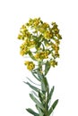 Spurge isolated on white Royalty Free Stock Photo
