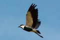 Spurr-Winged Plover in Flight Royalty Free Stock Photo