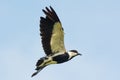 Spurr-Winged Plover in Flight Royalty Free Stock Photo